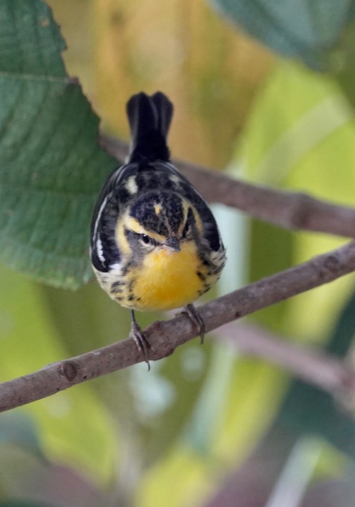 El Dorado Reserve, Santa Marta Mountains, Colombia