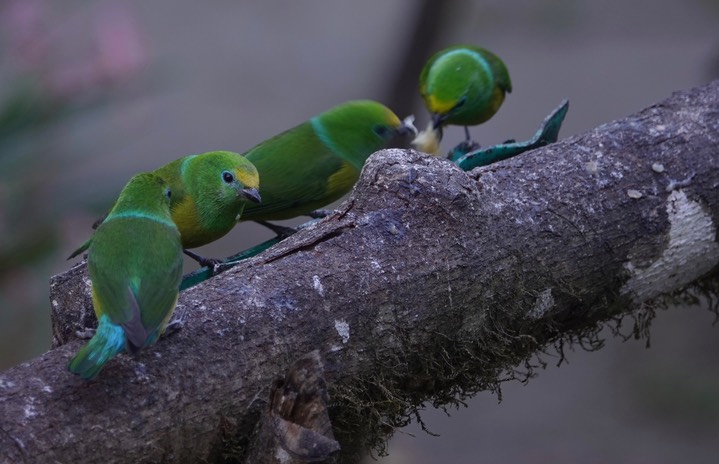 Blue-naped Chlorophonia, Chlorophonia cyanea2