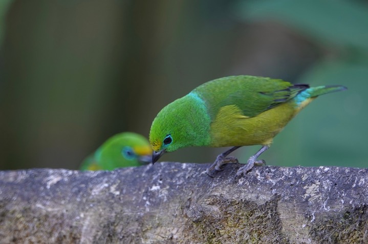 Blue-naped Chlorophonia, Chlorophonia cyanea3