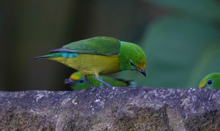 Blue-naped Chlorophonia, Chlorophonia cyanea4