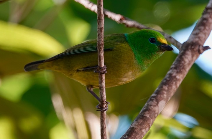 Blue-naped Chlorophonia, Chlorophonia cyanea