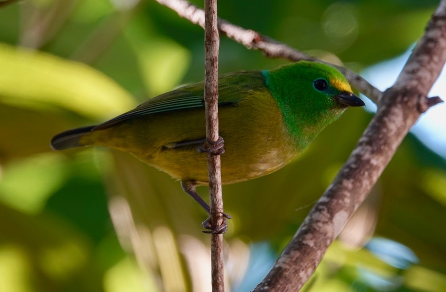 Blue-naped Chlorophonia, Chlorophonia cyanea1