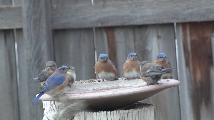 Bluebird, Eastern (New Mexico 2018) 2