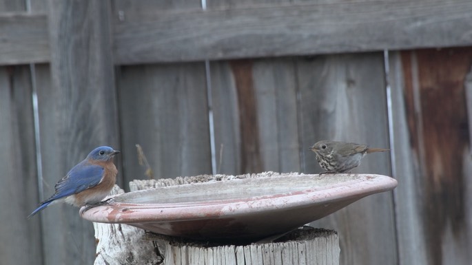 Bluebird, Eastern (New Mexico 2018) 1