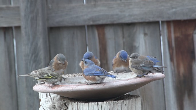 Bluebird, Eastern (New Mexico 2018) 3