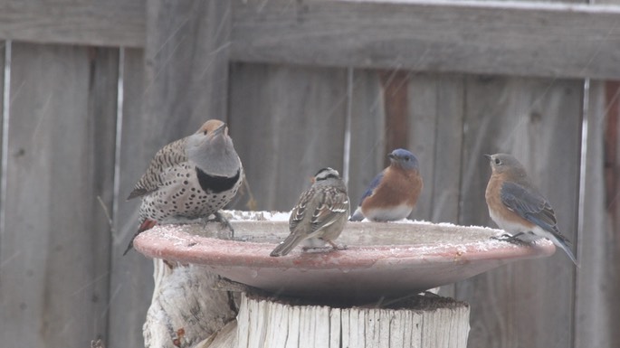 Bluebird, Eastern (New Mexico 2018)4