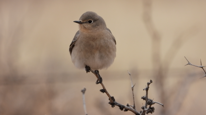 Bluebird, Mountain - NM 2022 e