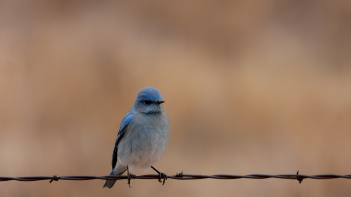 Bluebird, Mountain - NM 2022 g