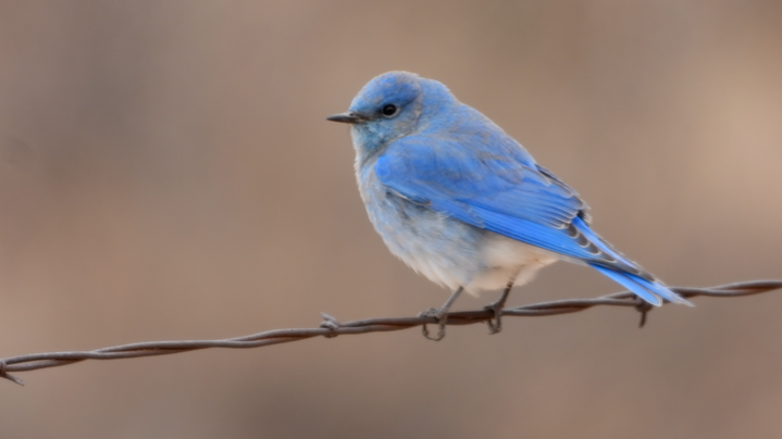 Bluebird, Mountain - NM 2022c