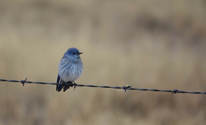 Bluebird, Western - Sialia mexicana - Nutt Grasslands2