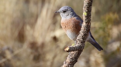 Bluebird, Western (Oregon) 1