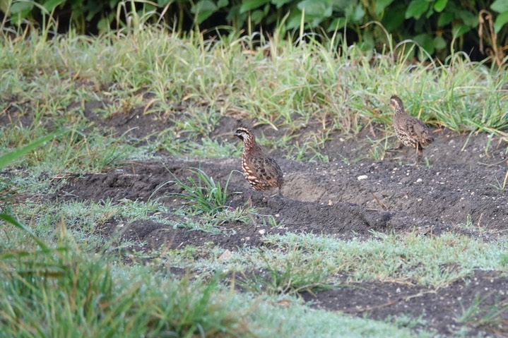 Bobwhite, Black-throated. Colinus nigrogularis2