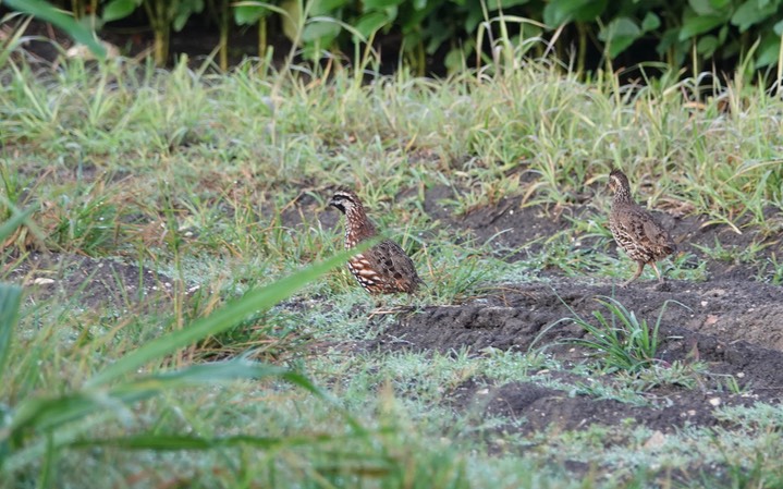 Bobwhite, Black-throated. Colinus nigrogularis