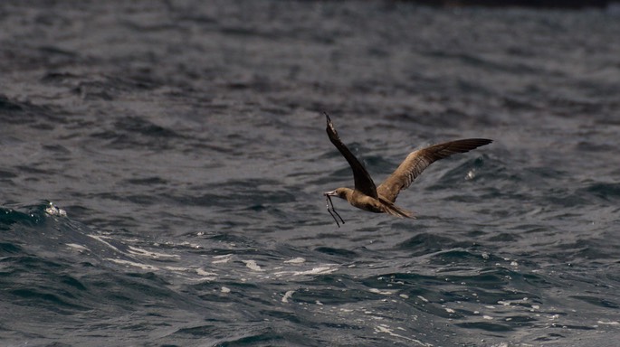 Booby, Red-footed16