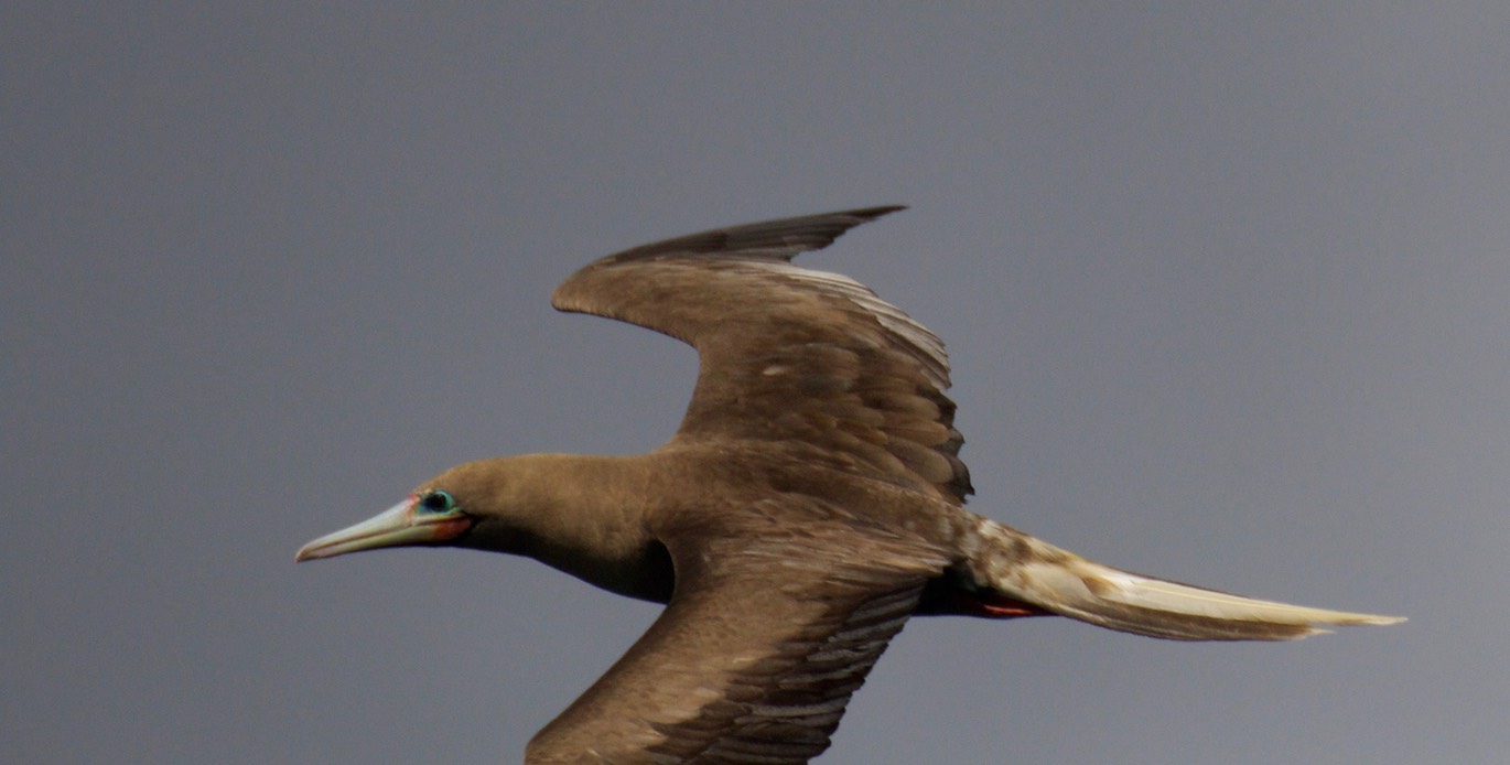 Booby, Red-footed17