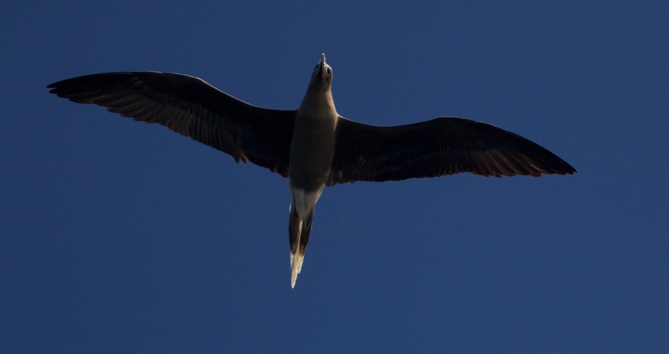 Booby, Red-footed19