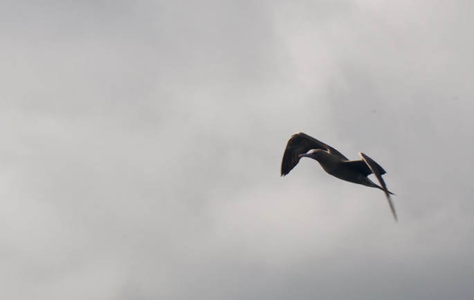 Booby, Red-footed1