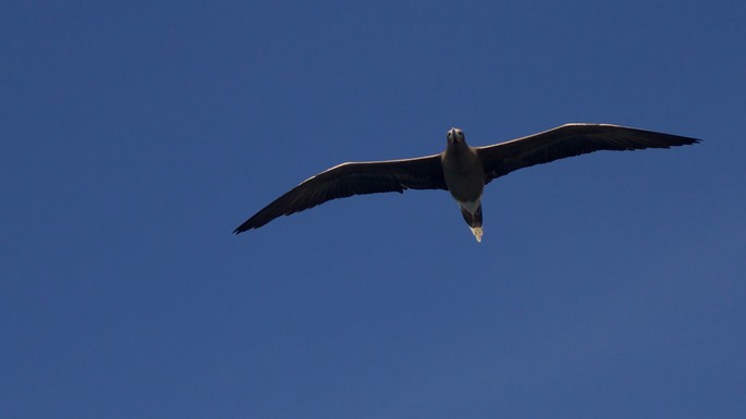 Booby, Red-footed20