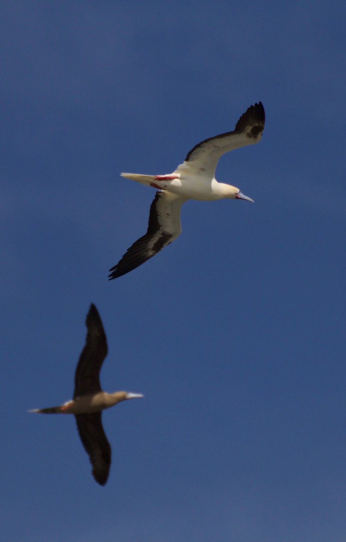 Booby, Red-footed21