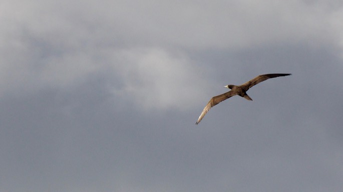 Booby, Red-footed22