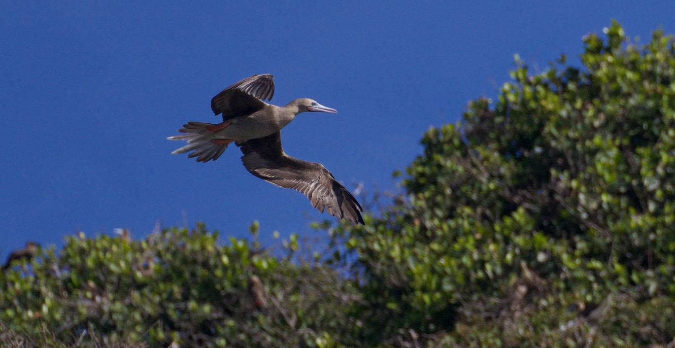 Booby, Red-footed23