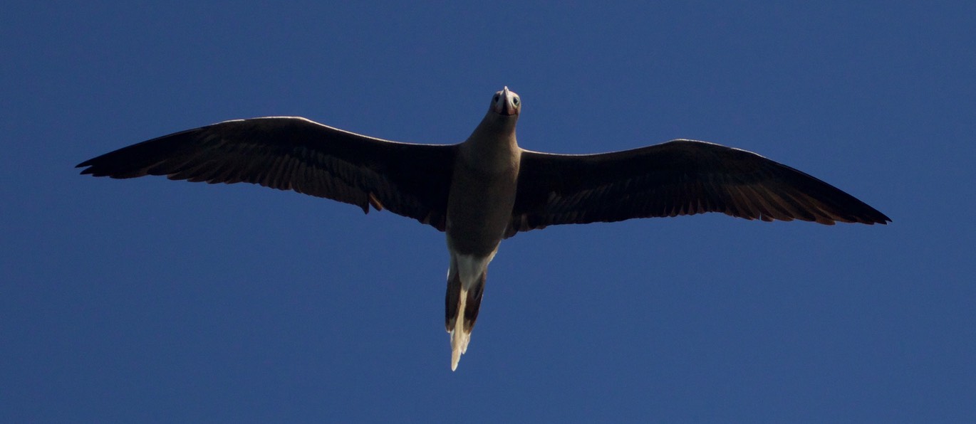 Booby, Red-footed25