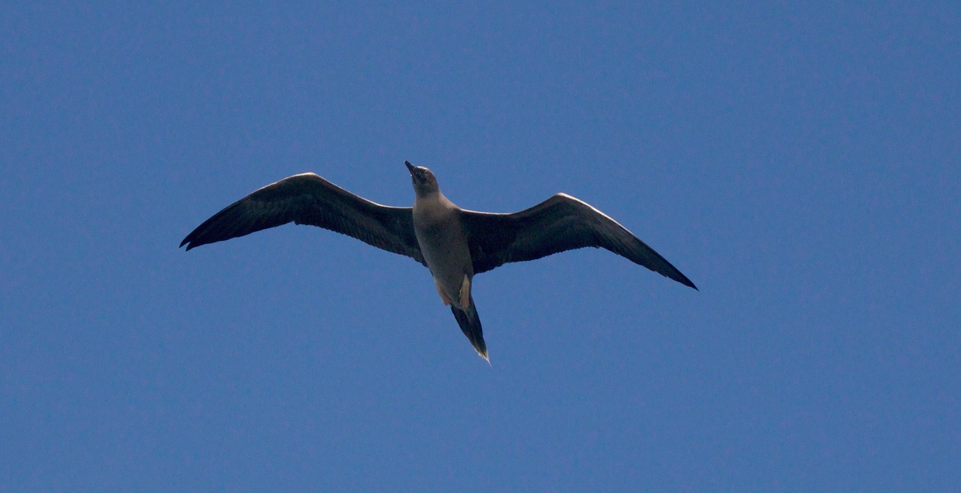 Booby, Red-footed26