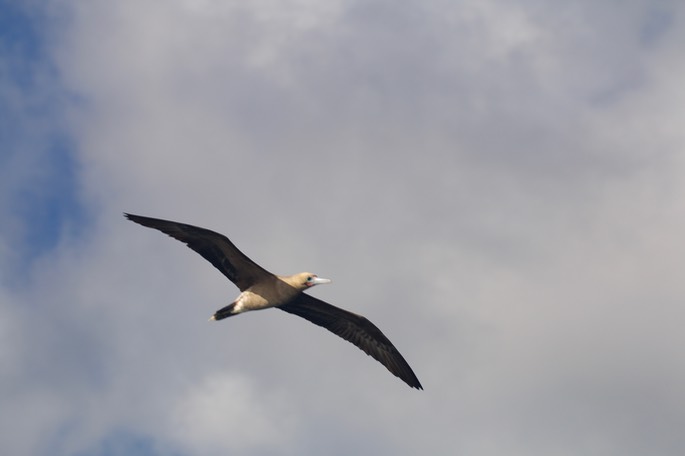 Booby, Red-footed2