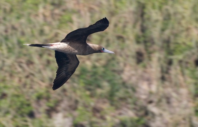 Booby, Red-footed3