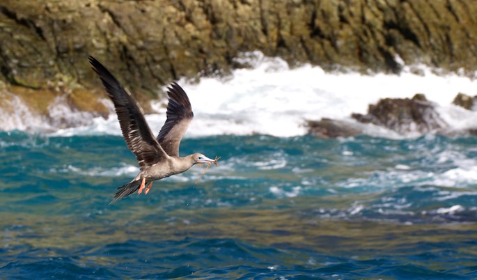 Booby, Red-footed5