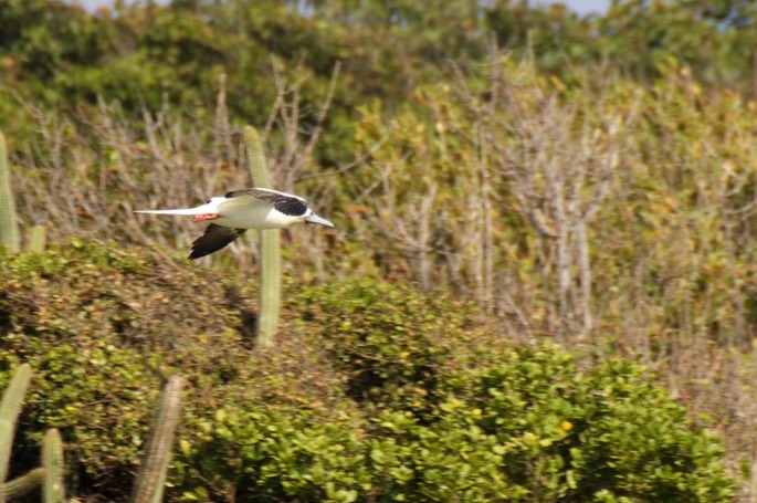 Booby, Red-footed6