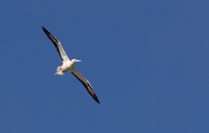 Booby, Red-footed7