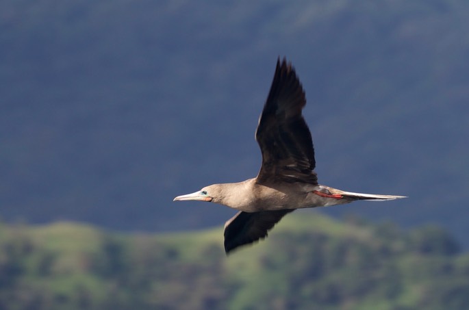 Booby, Red-footed8