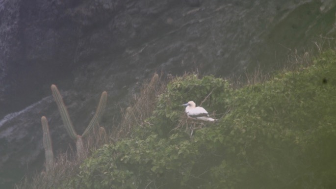 Booby, Red-footed