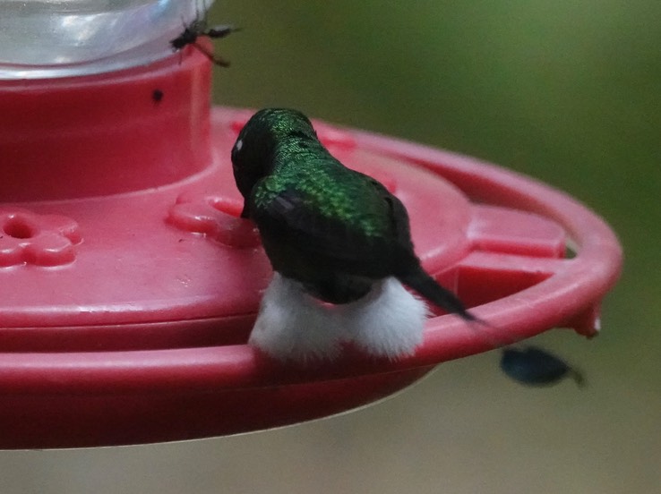 Booted Rackettail f1