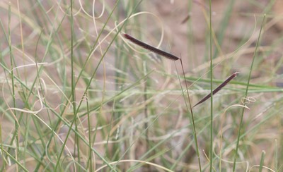 Bouteloua gracilis, Blue Grama