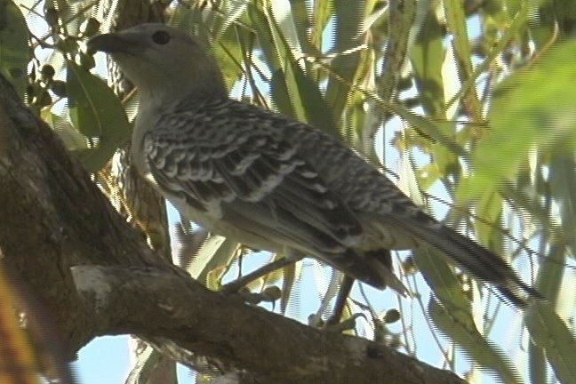 Bowerbird, Great 1_1