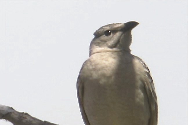 Bowerbird, Great 1