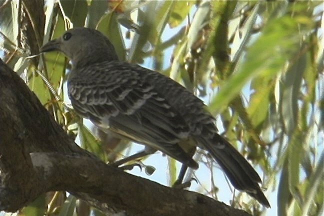 Bowerbird, Great 2_1