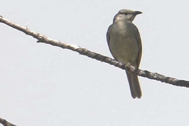 Bowerbird, Great 2