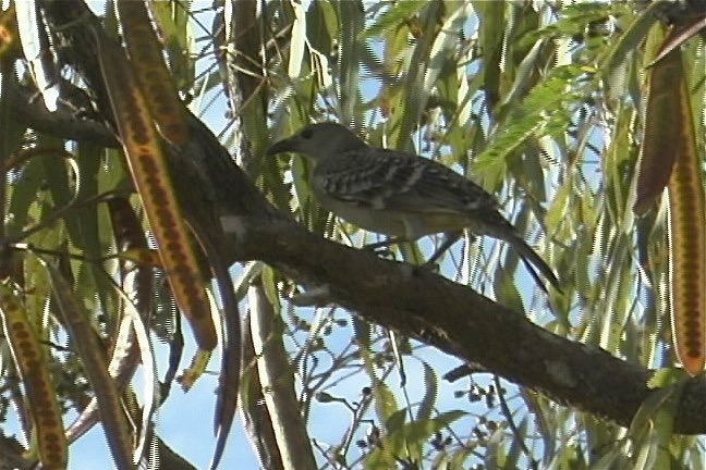 Bowerbird, Great 3_1