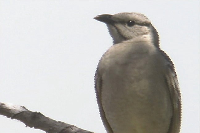 Bowerbird, Great 3