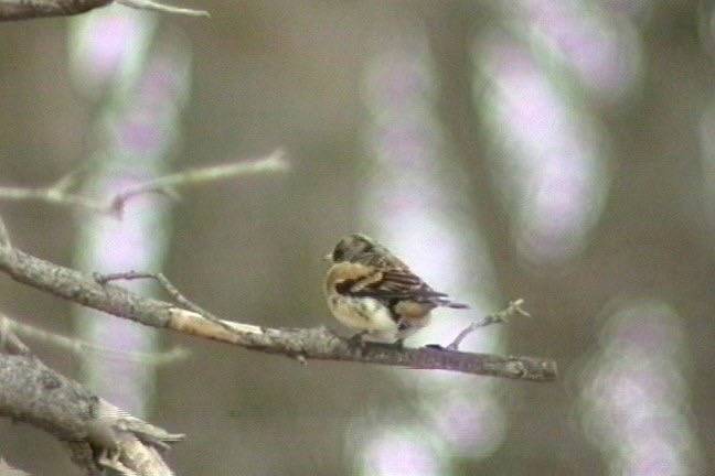 Brambling 2