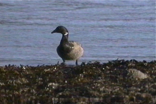 Brant 2