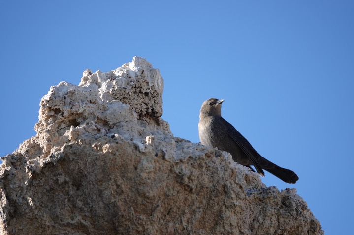    Brewer's Blackbird, Euphagus cyanocephalus 1