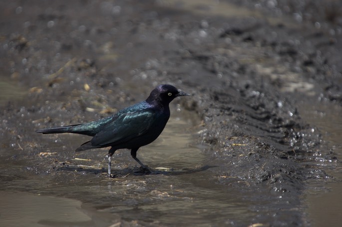 Brewer's Blackbird, Euphagus cyanocephalus1