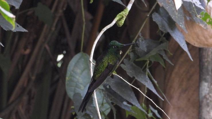 Brilliant, Empress (Cerro Montezuma, Colombia)