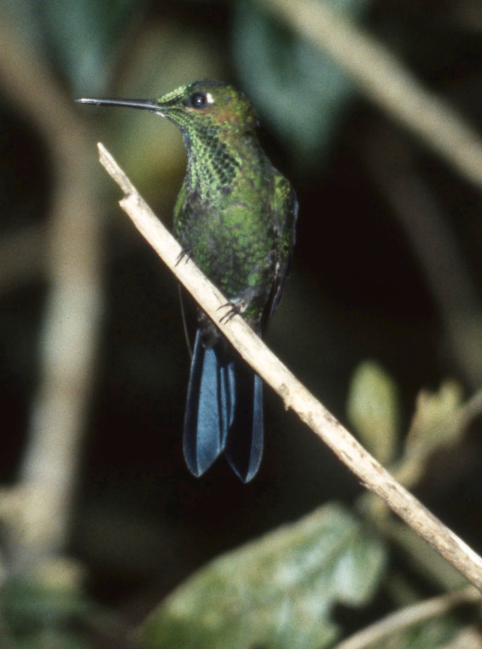 Brilliant, Green-crowned 10