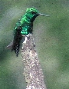 Brilliant, Green-crowned 2