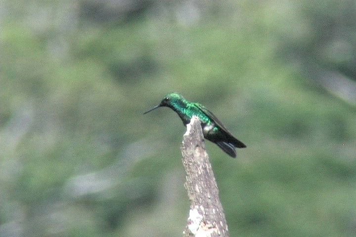 Brilliant, Green-crowned 3